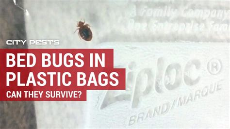 Can Bed Bugs Eat Through Plastic: Unraveling the Mysteries of Their Survival Tactics