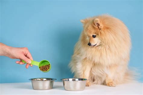 Can You Feed Puppy Food to Adult Dogs? Exploring the Myths and Realities