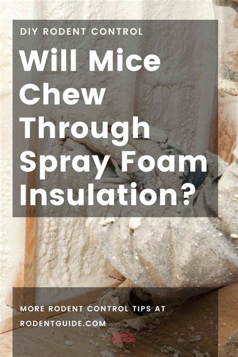 Do Mice Eat Through Spray Foam: Unraveling the Mysteries of Rodent Behavior and Insulation