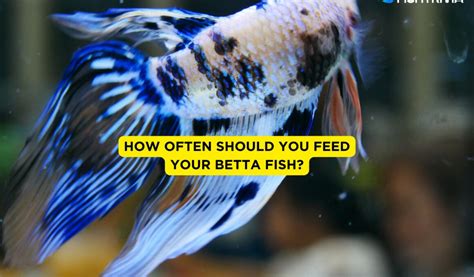 How Much Should You Feed a Betta Fish: Unraveling the Mysteries of Aquatic Nutrition