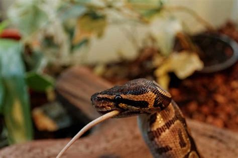 How to Feed a Ball Python: A Guide to Keeping Your Slithery Friend Happy and Healthy