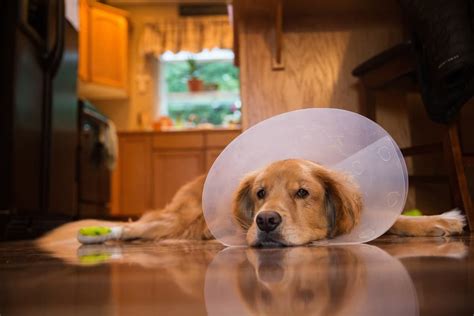 How to Feed a Dog with a Cone: Exploring the Art of Canine Dining and Beyond