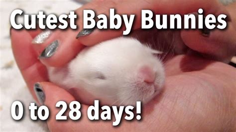 How to Feed Newborn Rabbits: A Comprehensive Guide to Nurturing Baby Bunnies and Why They Might Prefer Carrots Over Kale