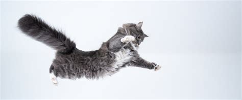 Is Plexiglass Stronger Than Glass? And Why Do Cats Always Land on Their Feet?