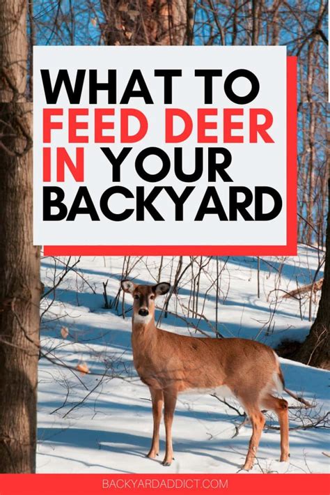 What Can I Feed Deer in My Backyard? And Why Do They Love My Garden Gnomes?