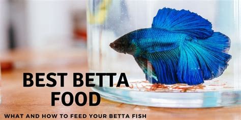 What Can I Feed My Betta Fish: Exploring the Culinary Universe of Aquatic Pets