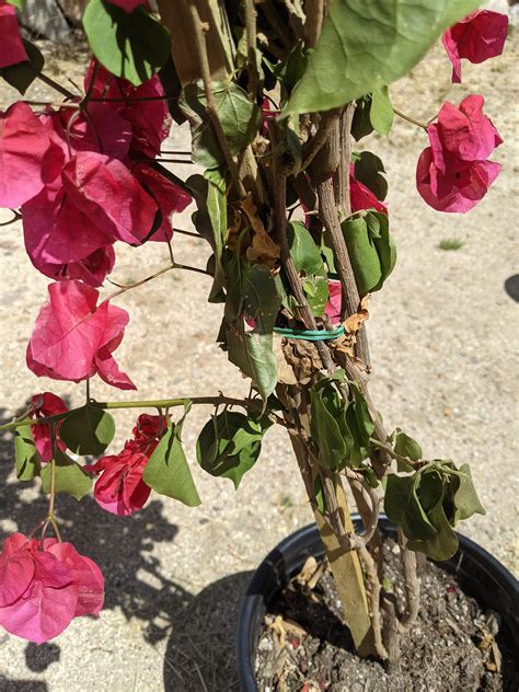 What is the Best Fertilizer for Bougainvillea? And Why Do Some Gardeners Believe It Can Talk to Plants?