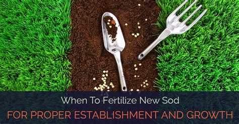 Will Fertilizer Kill New Sod? And Why Do Plants Love Jazz Music?